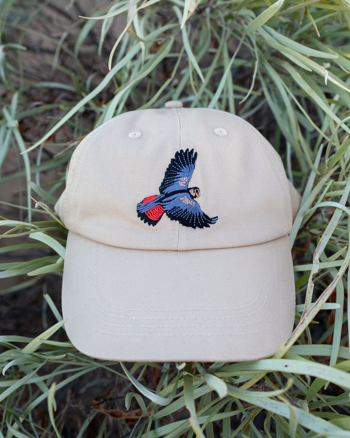 Black Cockatoo